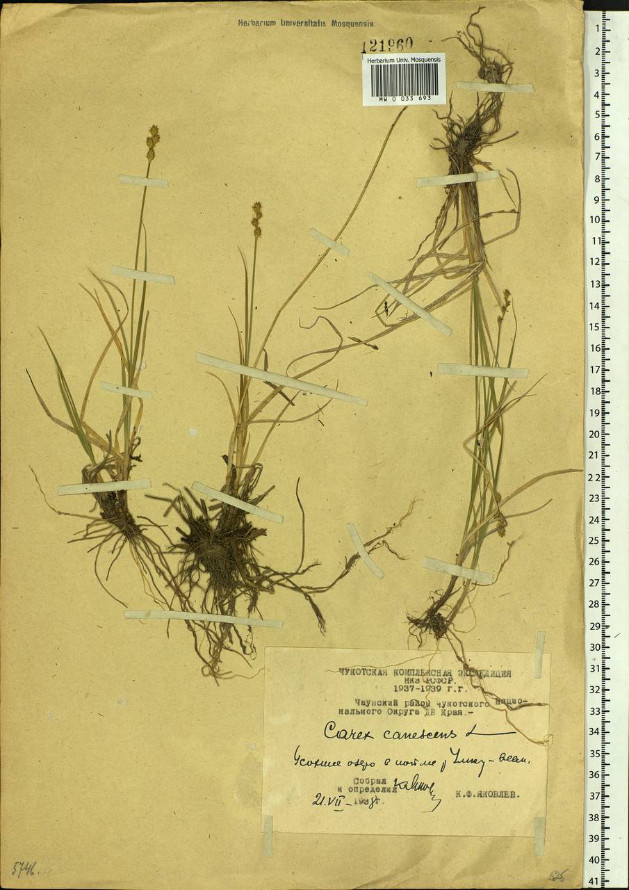 Carex canescens subsp. canescens, Siberia, Chukotka & Kamchatka (S7) (Russia)