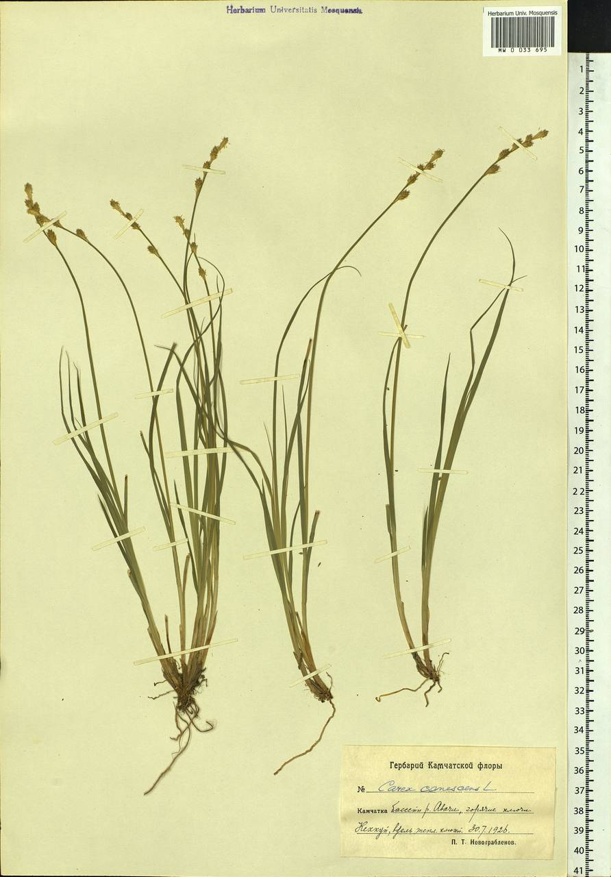Carex canescens subsp. canescens, Siberia, Chukotka & Kamchatka (S7) (Russia)