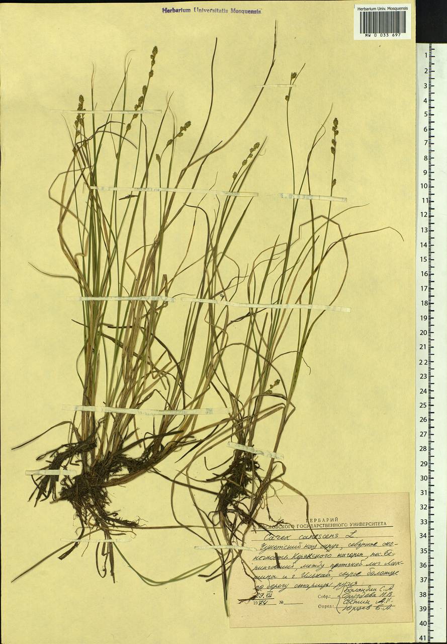 Carex canescens subsp. canescens, Siberia, Chukotka & Kamchatka (S7) (Russia)