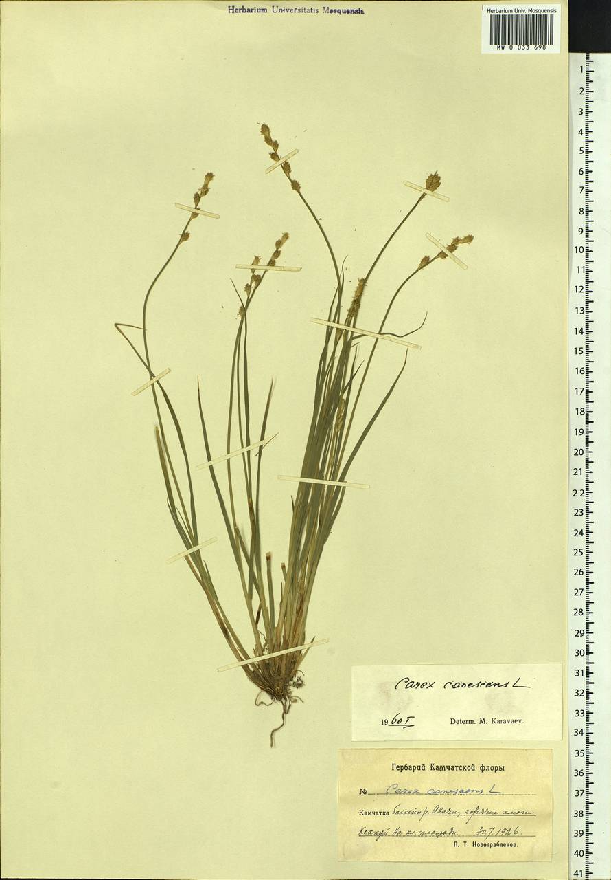 Carex canescens subsp. canescens, Siberia, Chukotka & Kamchatka (S7) (Russia)