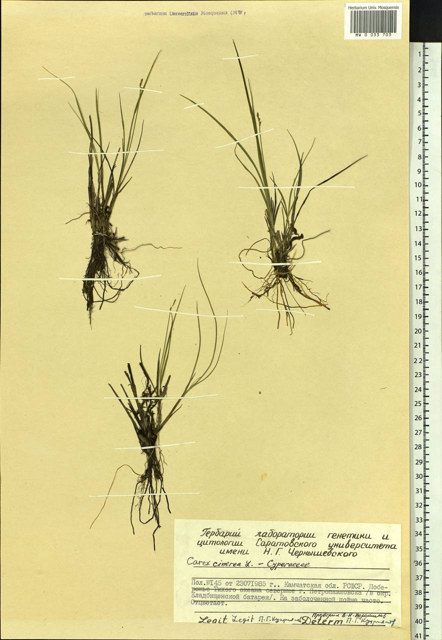 Carex canescens subsp. canescens, Siberia, Chukotka & Kamchatka (S7) (Russia)