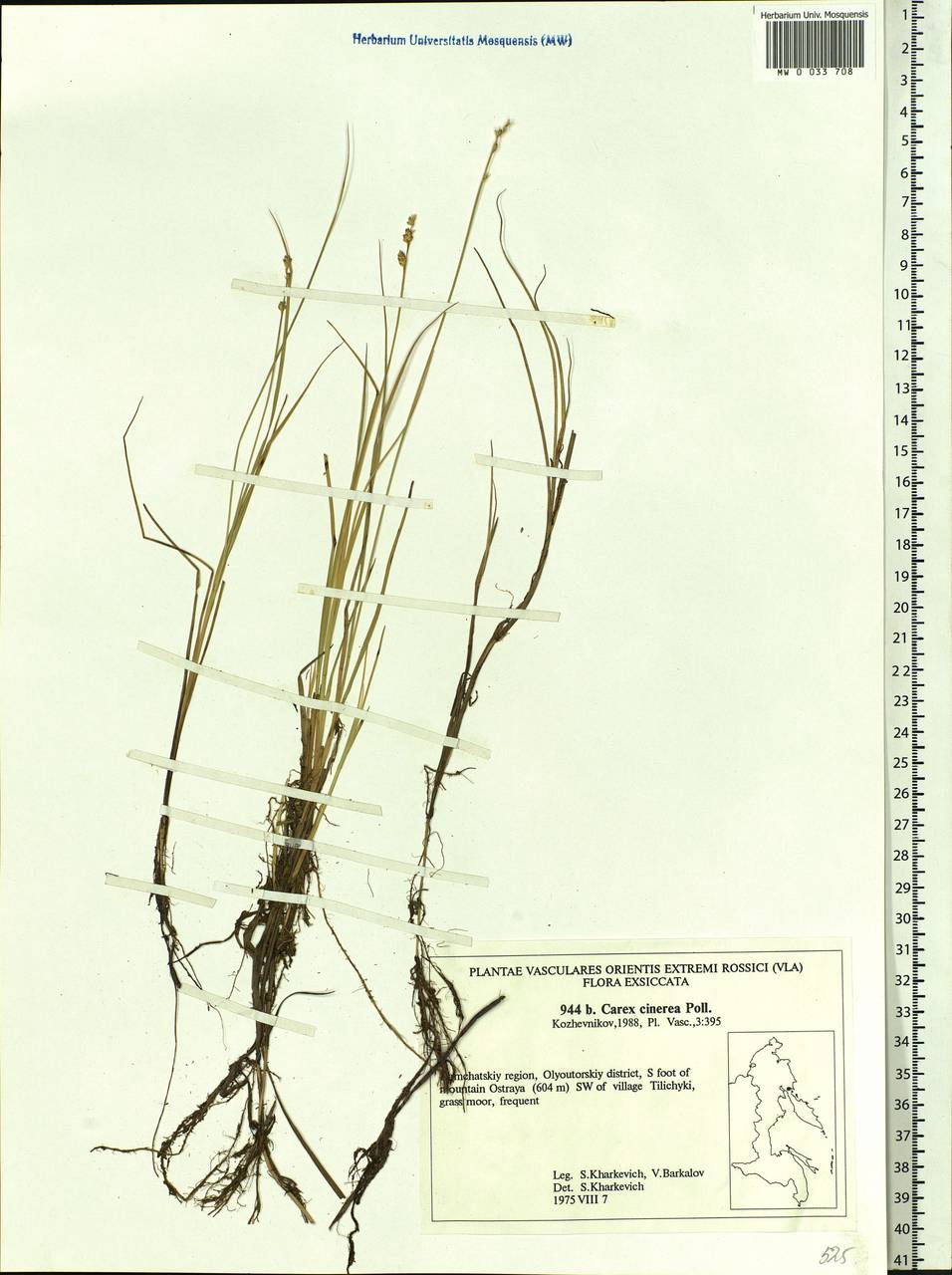 Carex canescens subsp. canescens, Siberia, Chukotka & Kamchatka (S7) (Russia)