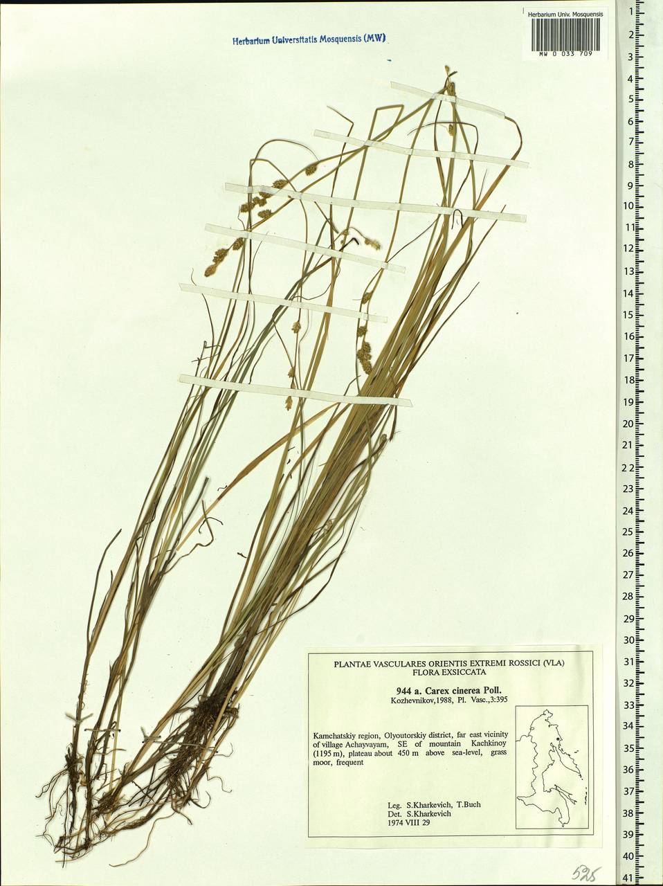 Carex canescens subsp. canescens, Siberia, Chukotka & Kamchatka (S7) (Russia)