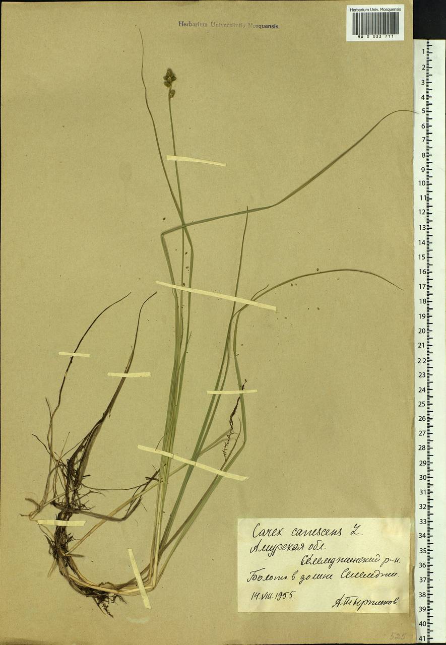 Carex canescens subsp. canescens, Siberia, Russian Far East (S6) (Russia)