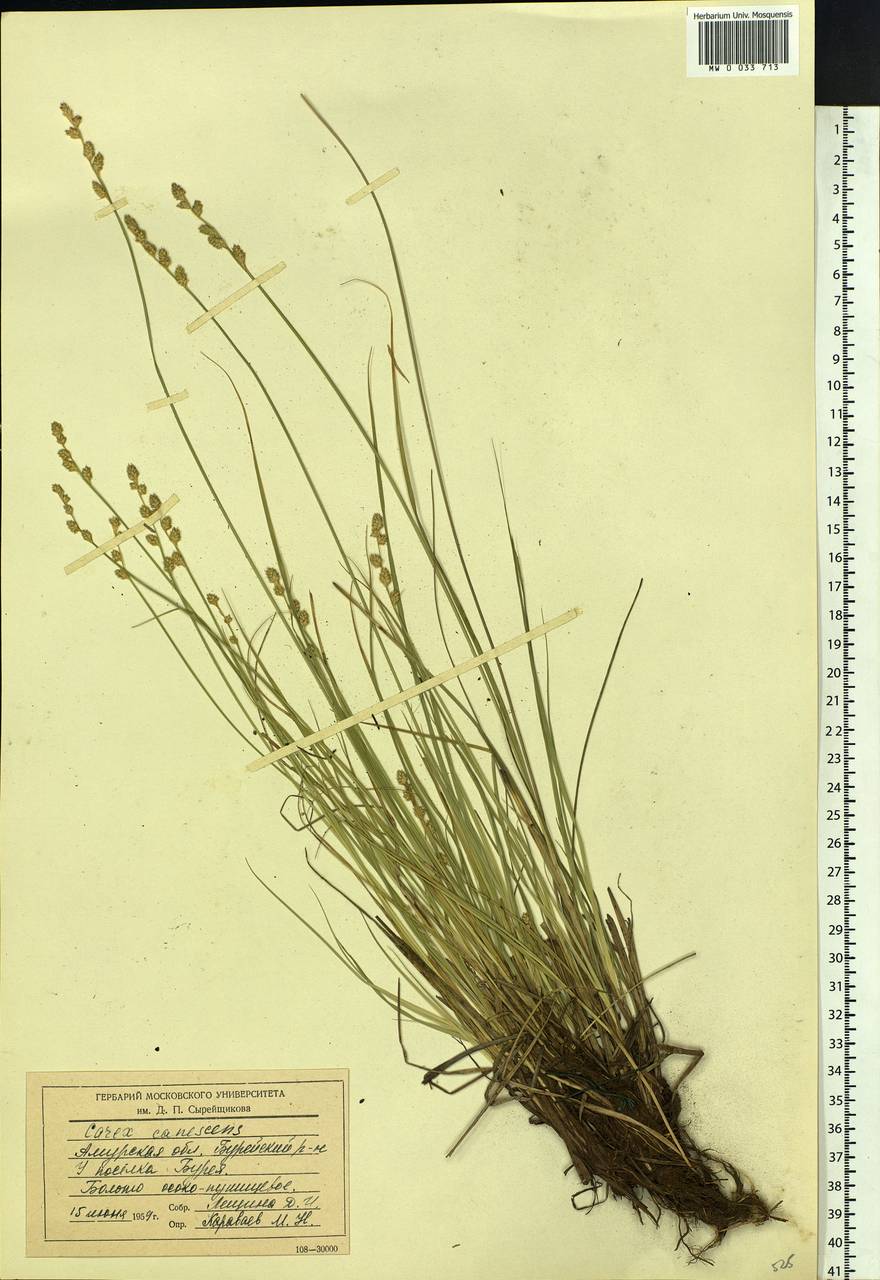 Carex canescens subsp. canescens, Siberia, Russian Far East (S6) (Russia)