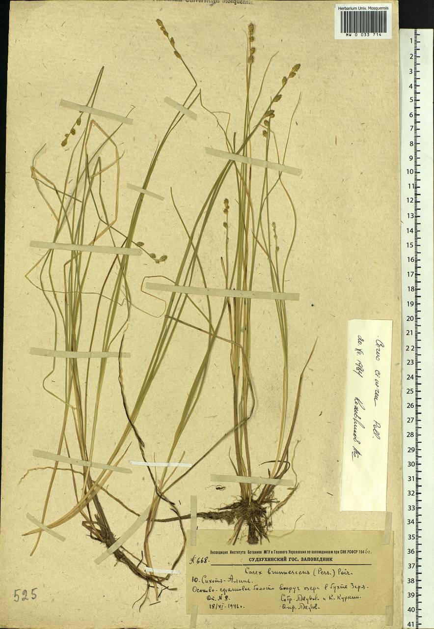 Carex canescens subsp. canescens, Siberia, Russian Far East (S6) (Russia)