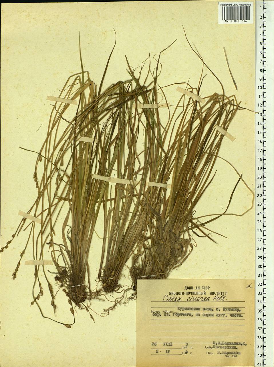 Carex canescens subsp. canescens, Siberia, Russian Far East (S6) (Russia)