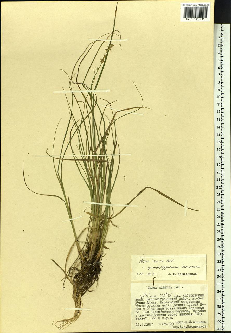 Carex canescens subsp. canescens, Siberia, Russian Far East (S6) (Russia)