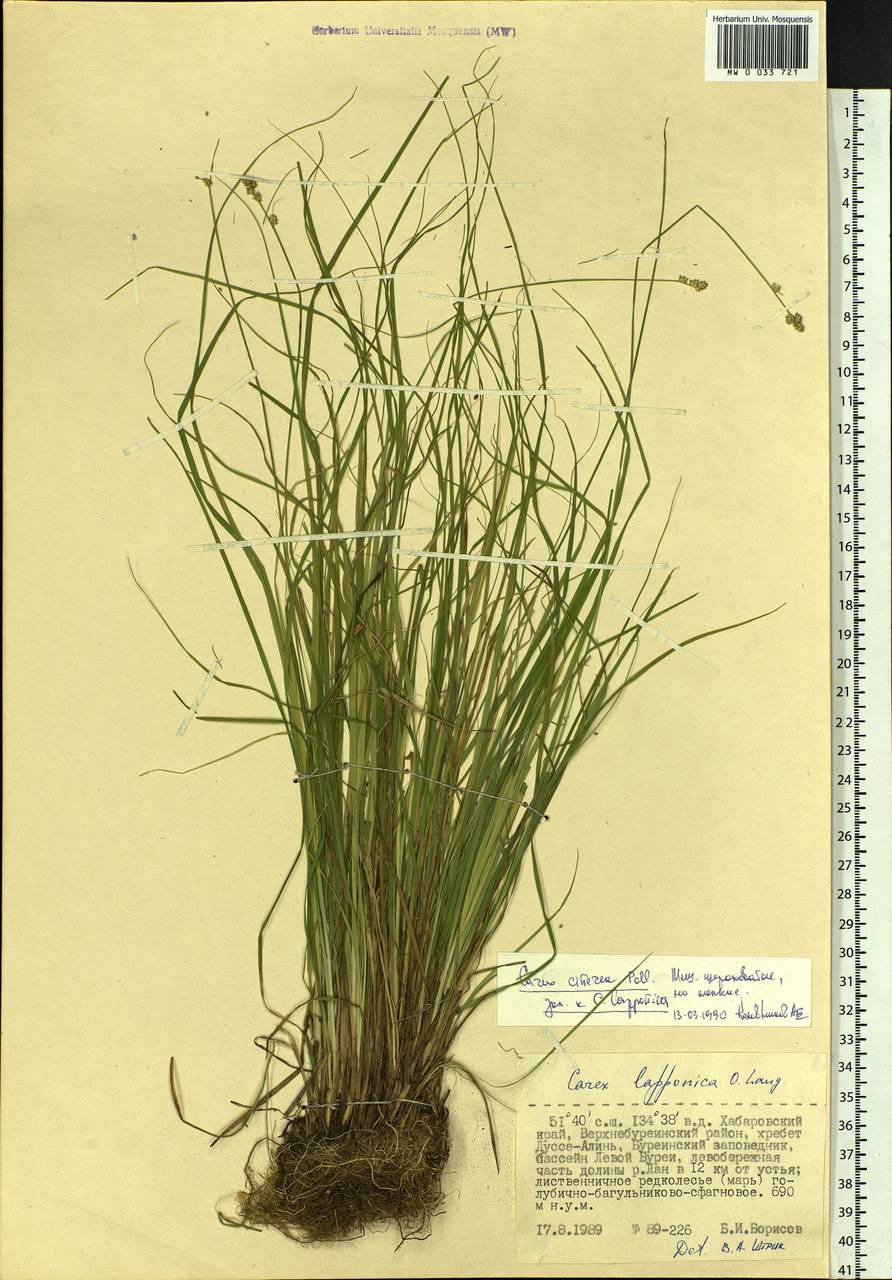 Carex canescens subsp. canescens, Siberia, Russian Far East (S6) (Russia)