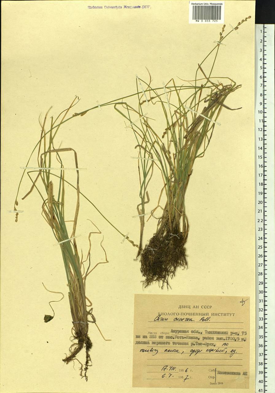 Carex canescens subsp. canescens, Siberia, Russian Far East (S6) (Russia)