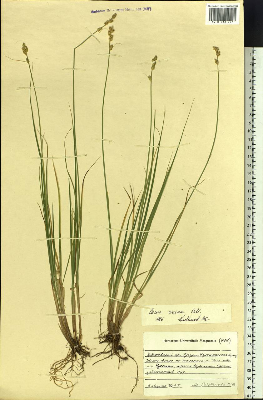 Carex canescens subsp. canescens, Siberia, Russian Far East (S6) (Russia)