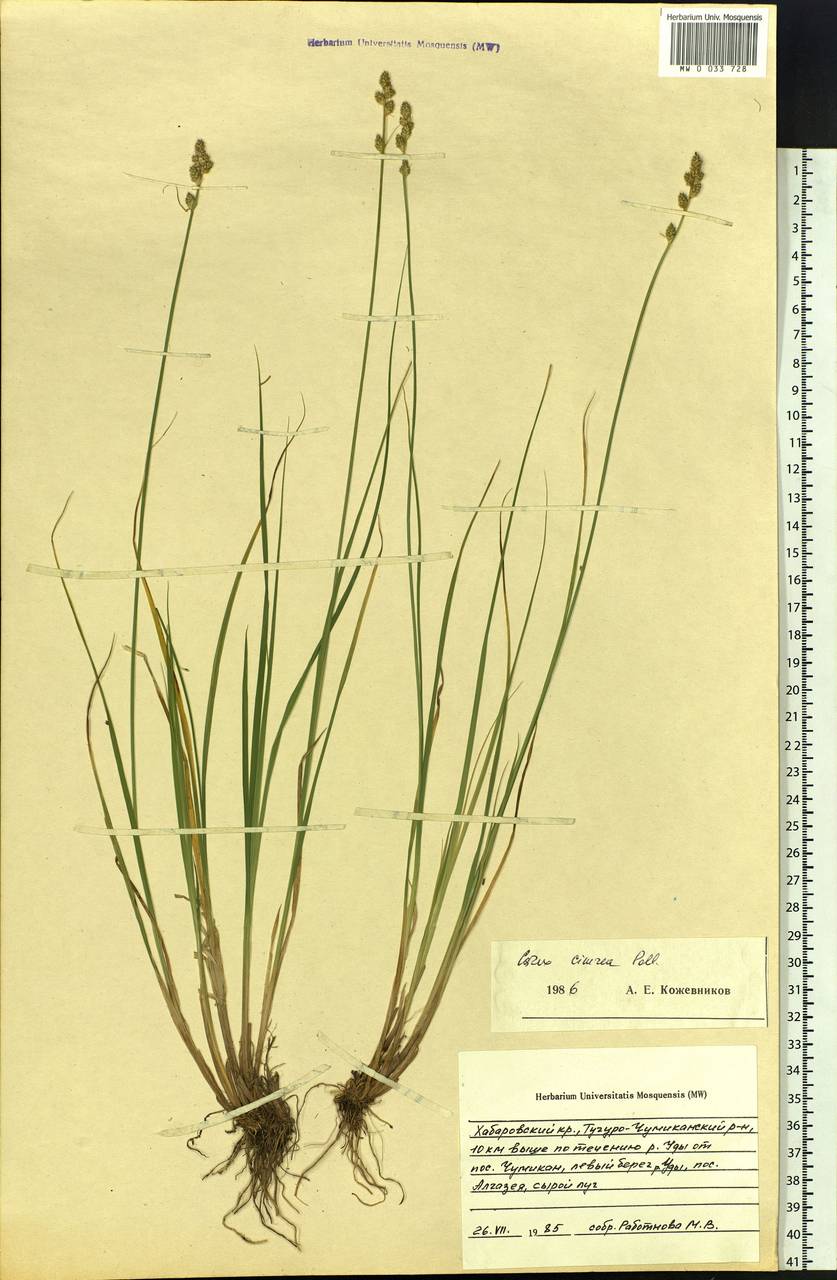 Carex canescens subsp. canescens, Siberia, Russian Far East (S6) (Russia)