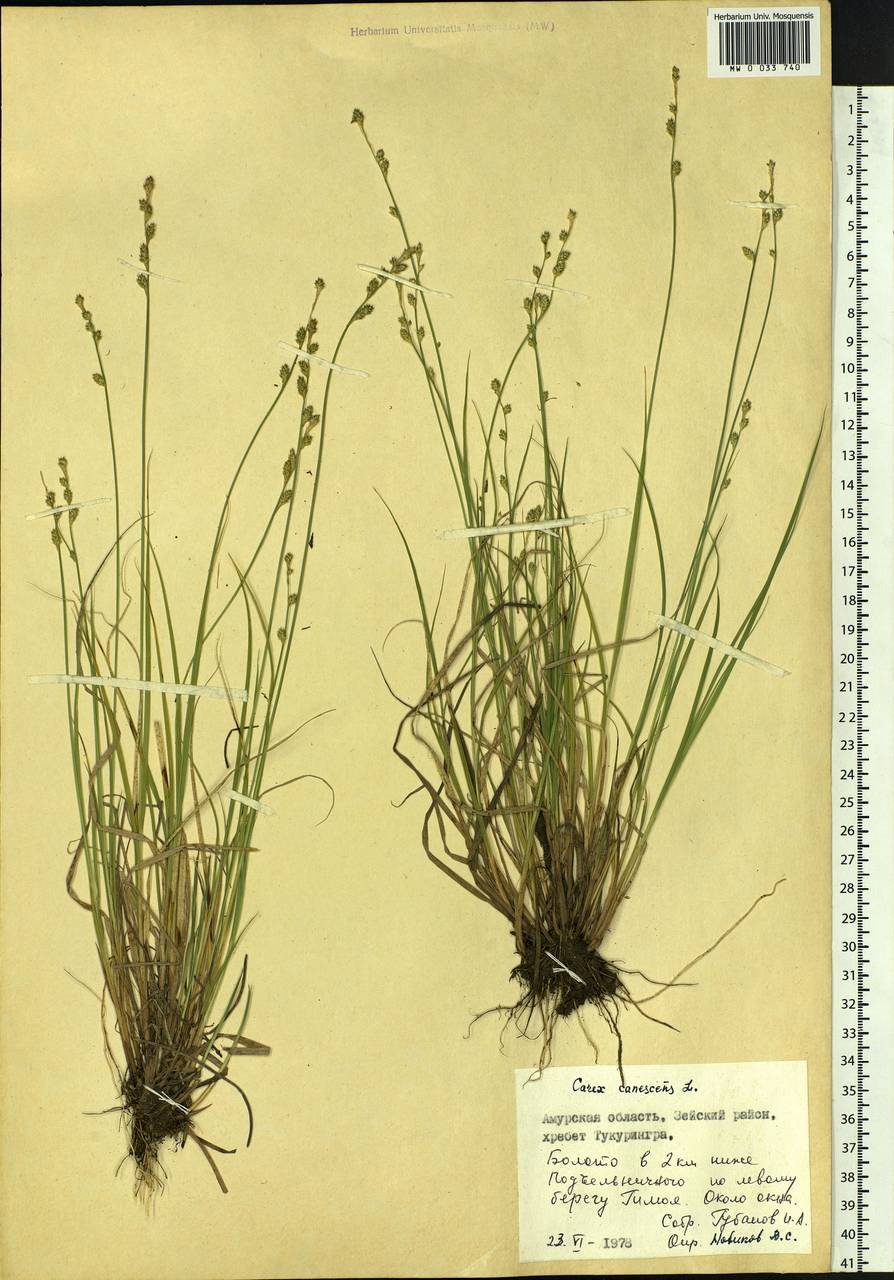 Carex canescens subsp. canescens, Siberia, Russian Far East (S6) (Russia)