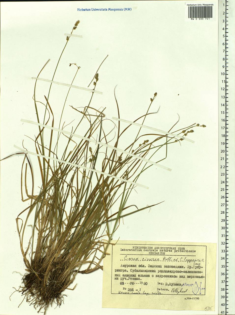 Carex canescens subsp. canescens, Siberia, Russian Far East (S6) (Russia)