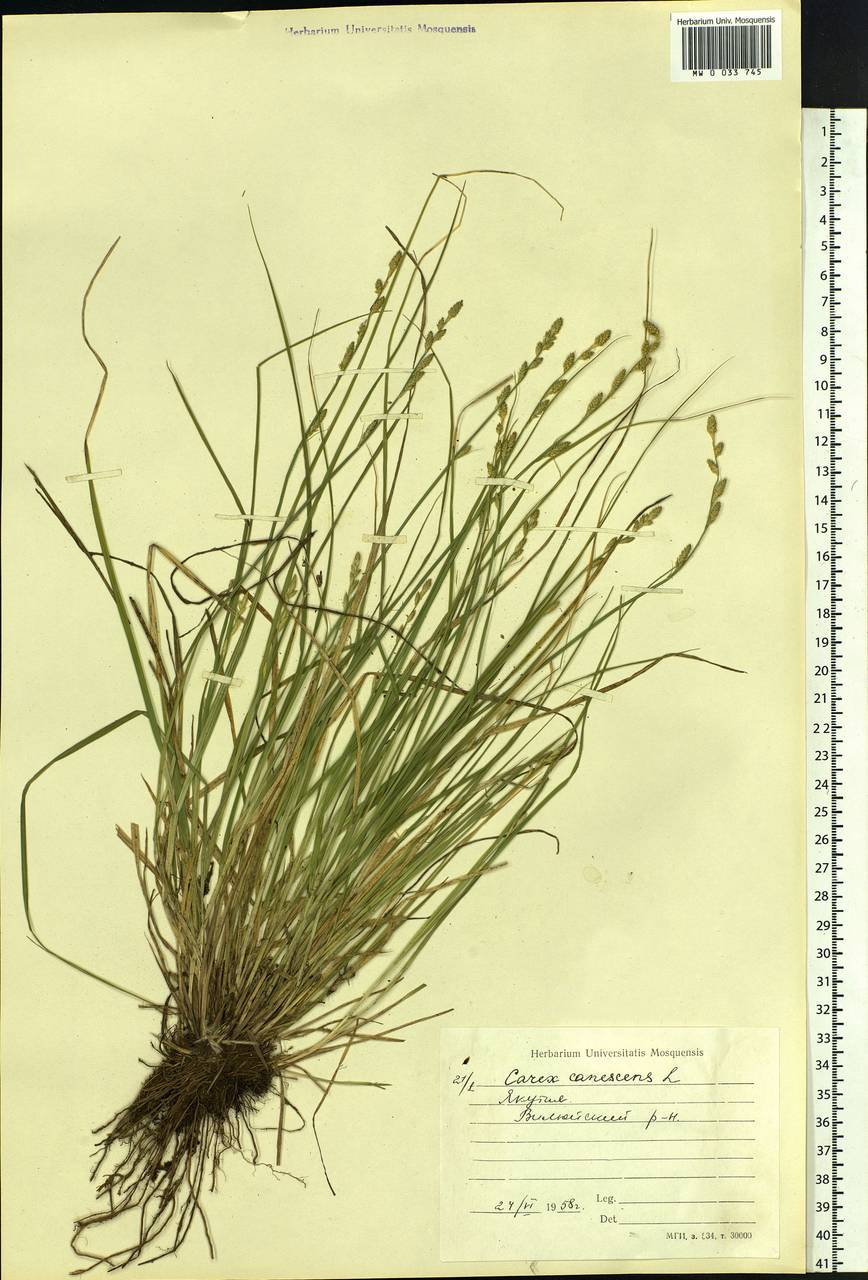 Carex canescens subsp. canescens, Siberia, Yakutia (S5) (Russia)