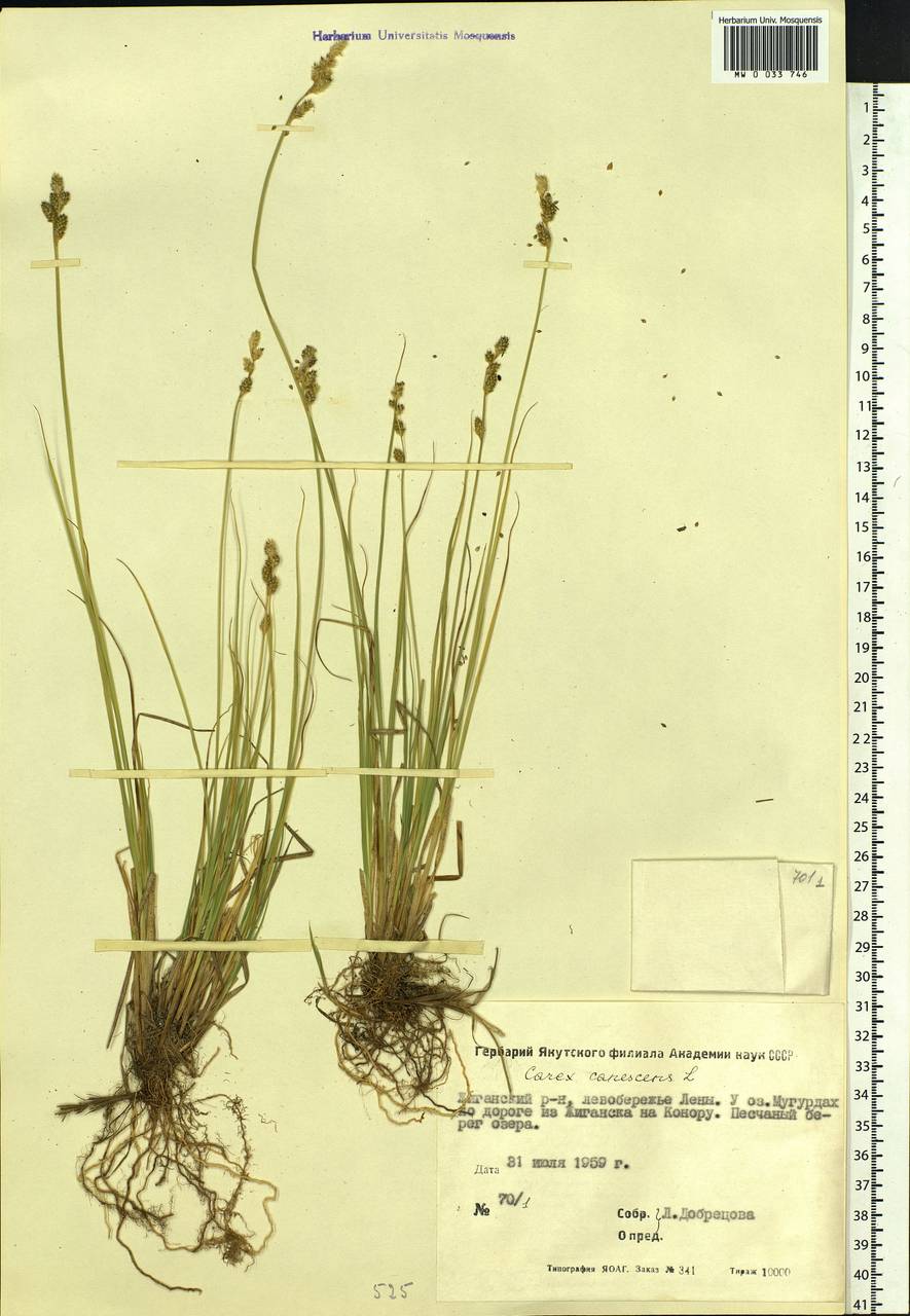 Carex canescens subsp. canescens, Siberia, Yakutia (S5) (Russia)