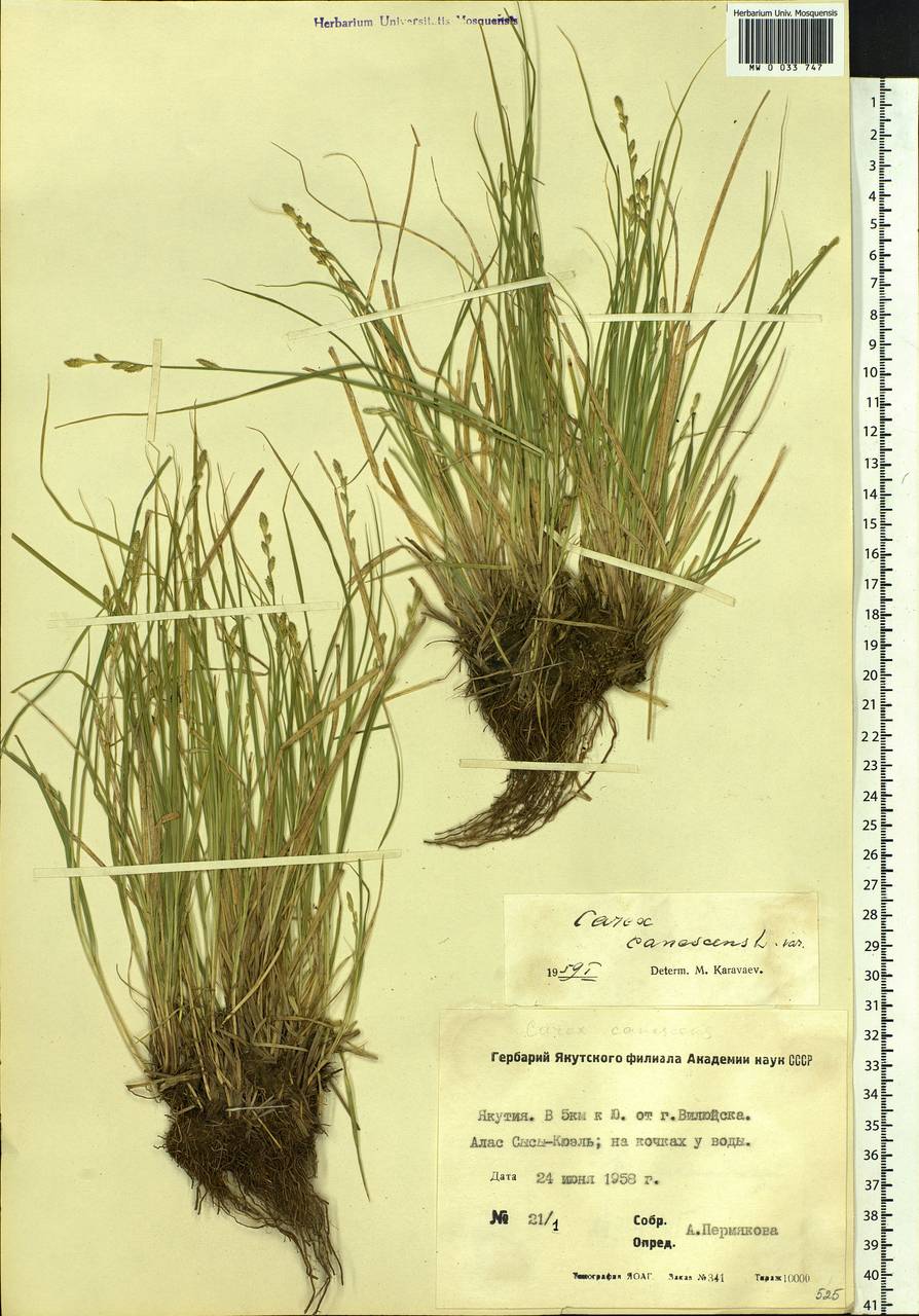 Carex canescens subsp. canescens, Siberia, Yakutia (S5) (Russia)