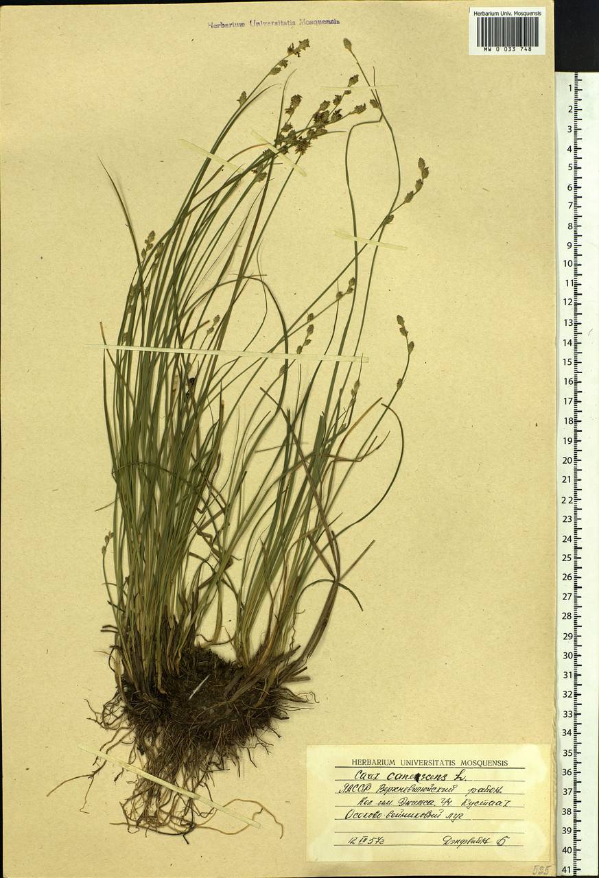 Carex canescens subsp. canescens, Siberia, Yakutia (S5) (Russia)