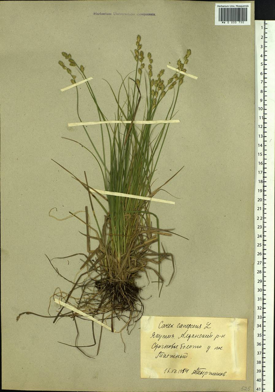 Carex canescens subsp. canescens, Siberia, Yakutia (S5) (Russia)