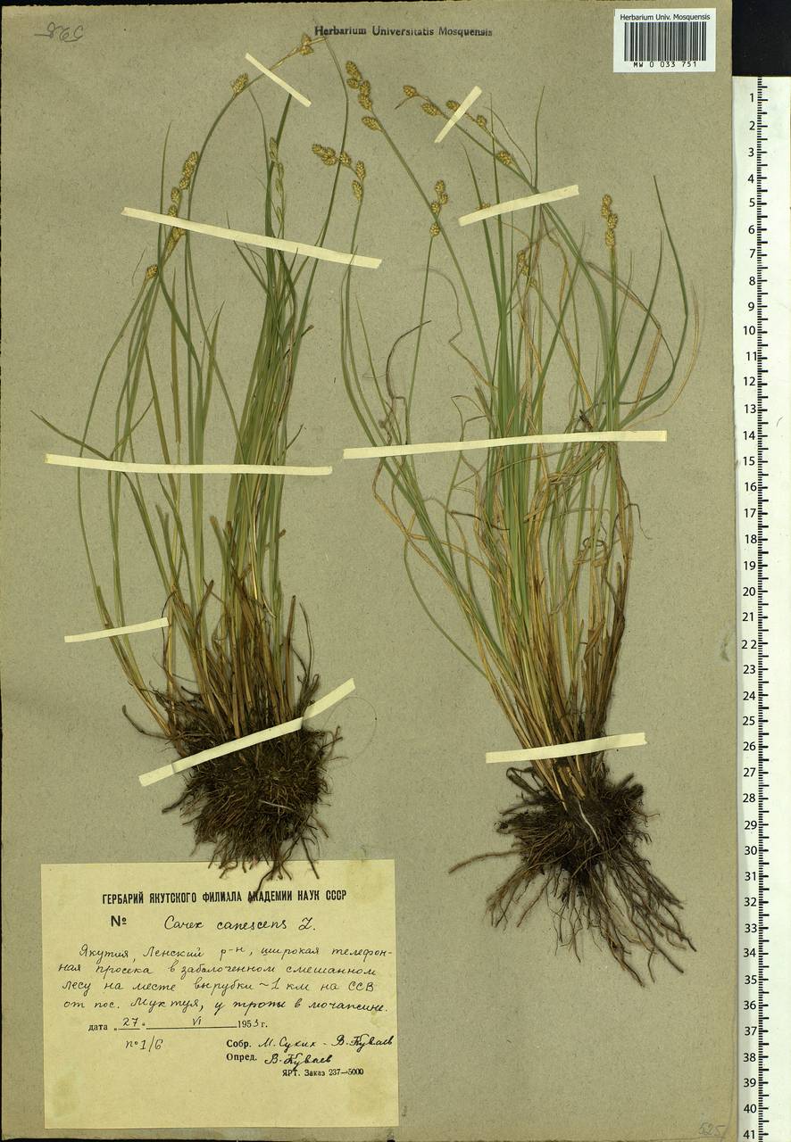 Carex canescens subsp. canescens, Siberia, Yakutia (S5) (Russia)
