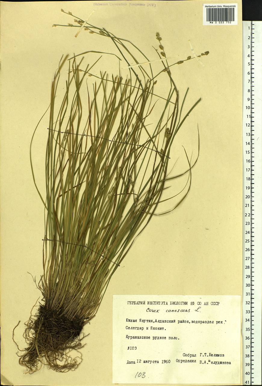 Carex canescens subsp. canescens, Siberia, Yakutia (S5) (Russia)