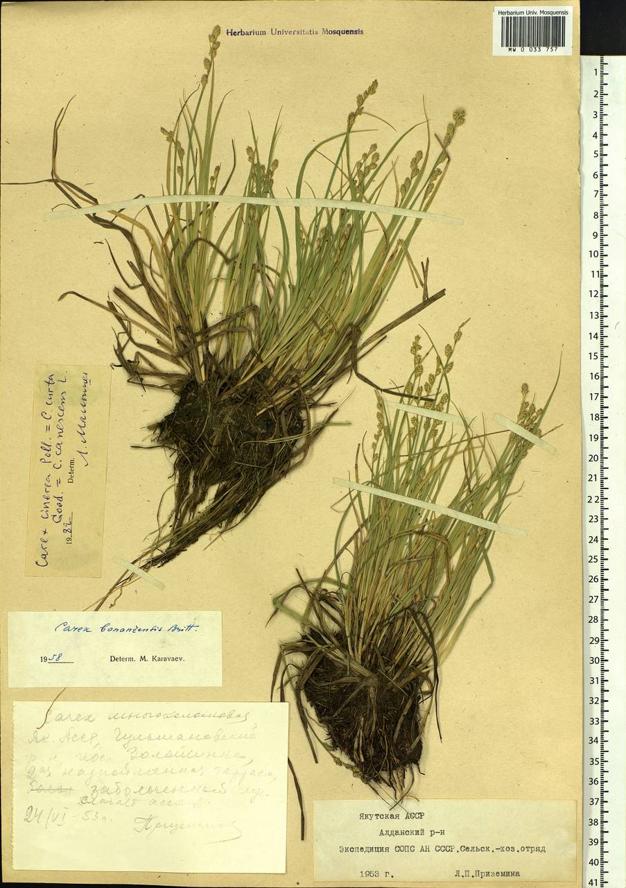 Carex canescens subsp. canescens, Siberia, Yakutia (S5) (Russia)