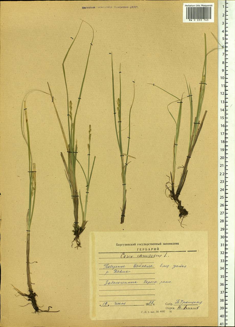 Carex canescens subsp. canescens, Siberia, Baikal & Transbaikal region (S4) (Russia)