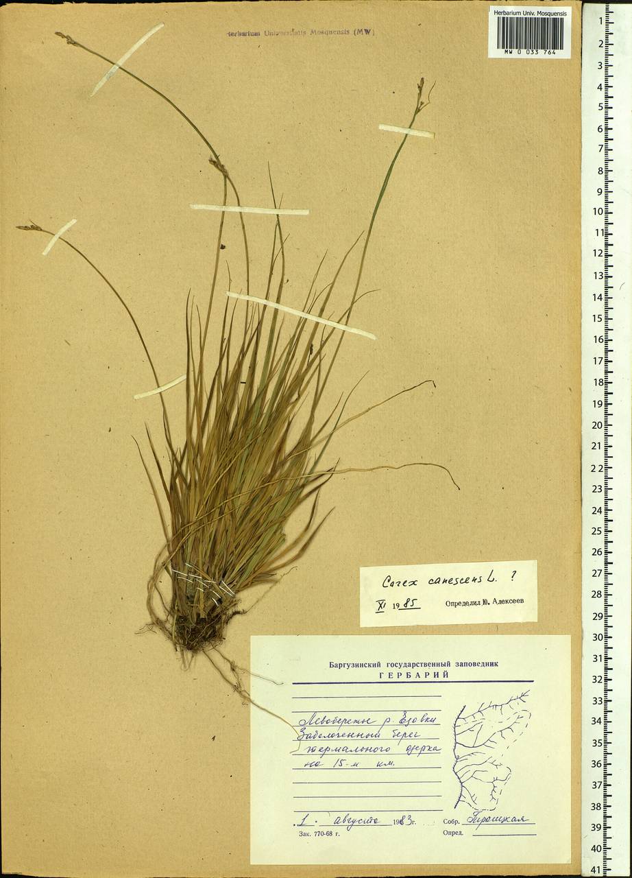Carex canescens subsp. canescens, Siberia, Baikal & Transbaikal region (S4) (Russia)