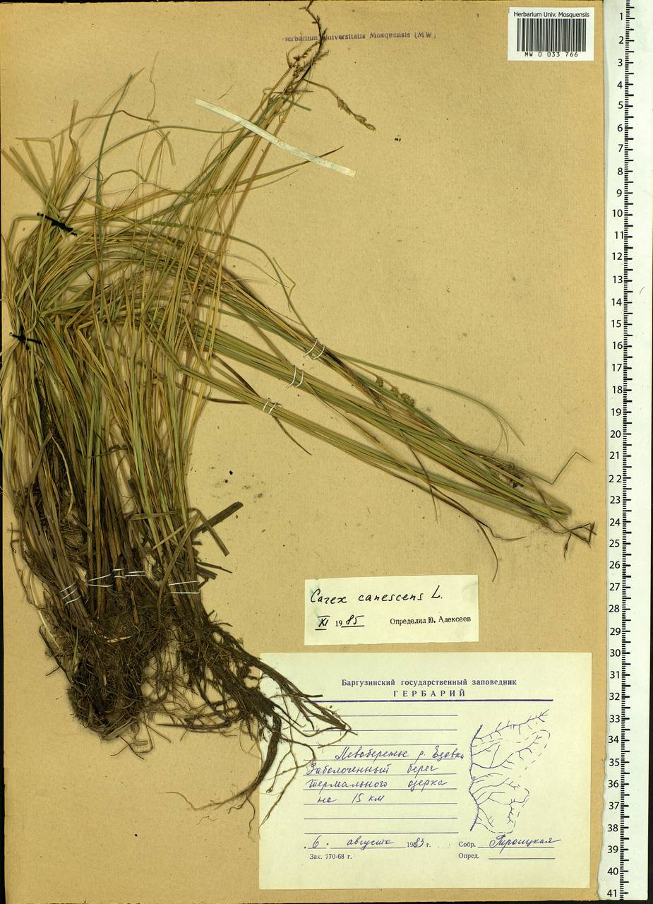 Carex canescens subsp. canescens, Siberia, Baikal & Transbaikal region (S4) (Russia)
