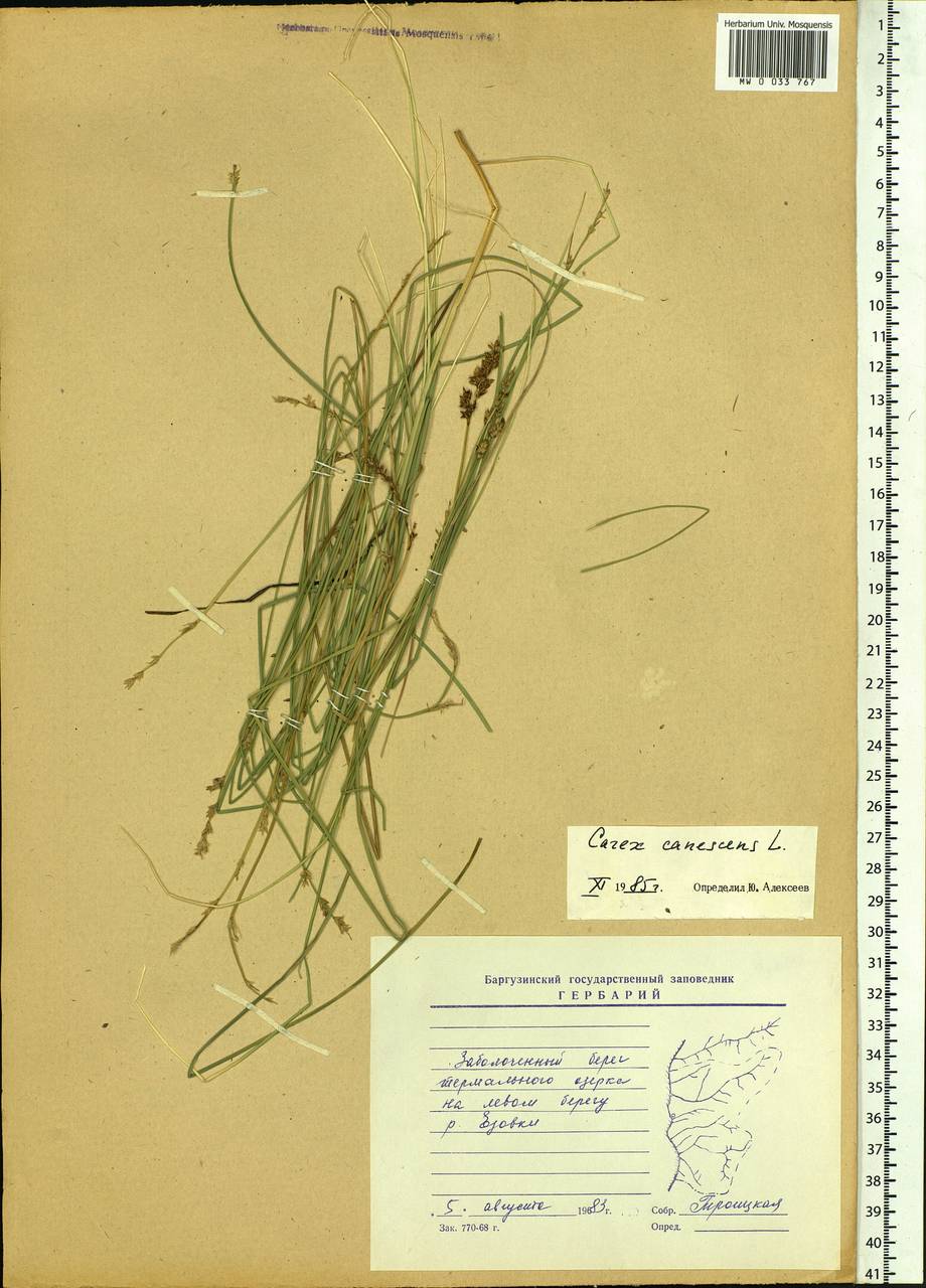 Carex canescens subsp. canescens, Siberia, Baikal & Transbaikal region (S4) (Russia)