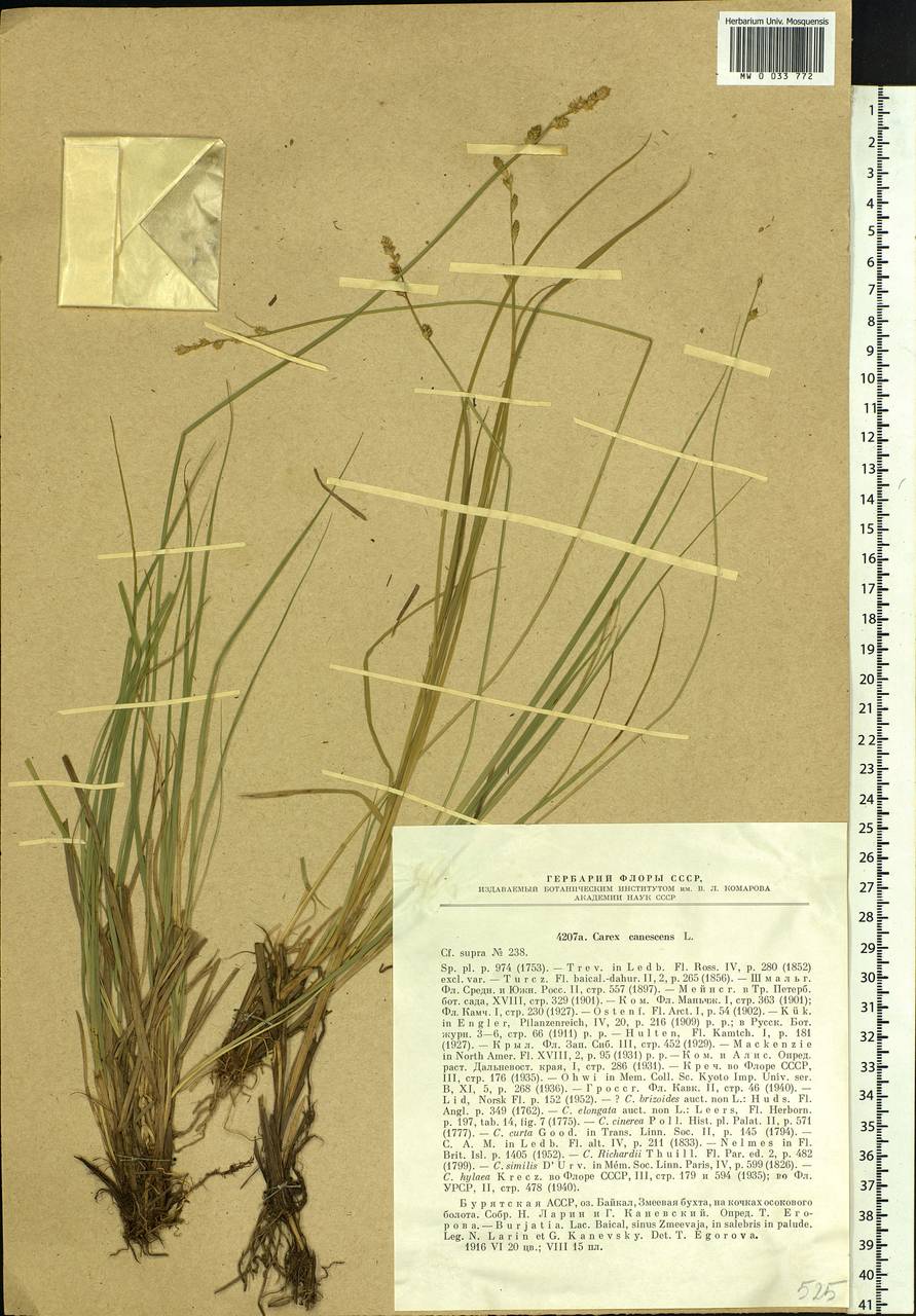 Carex canescens subsp. canescens, Siberia, Baikal & Transbaikal region (S4) (Russia)