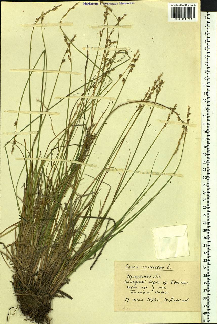 Carex canescens subsp. canescens, Siberia, Baikal & Transbaikal region (S4) (Russia)