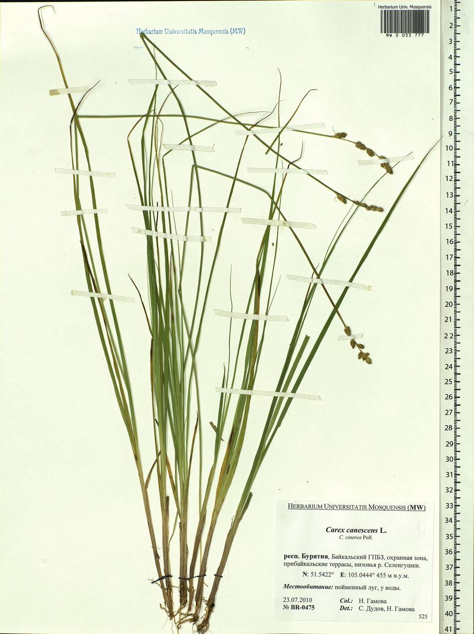 Carex canescens subsp. canescens, Siberia, Baikal & Transbaikal region (S4) (Russia)