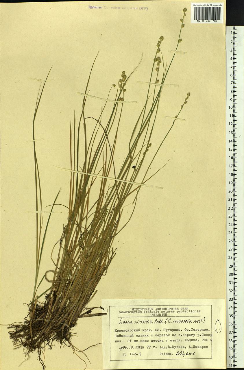 Carex canescens subsp. canescens, Siberia, Central Siberia (S3) (Russia)