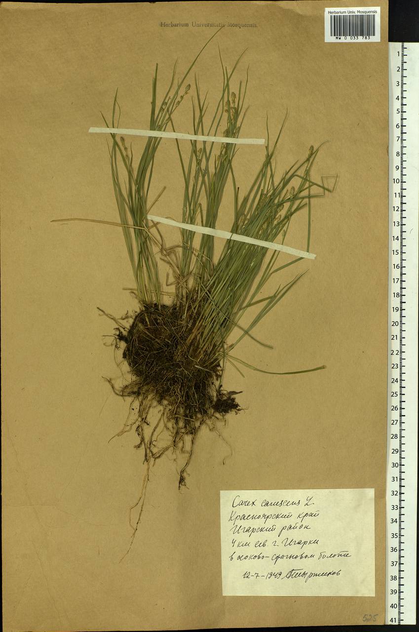 Carex canescens subsp. canescens, Siberia, Central Siberia (S3) (Russia)