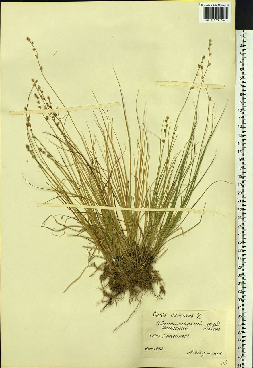 Carex canescens subsp. canescens, Siberia, Central Siberia (S3) (Russia)