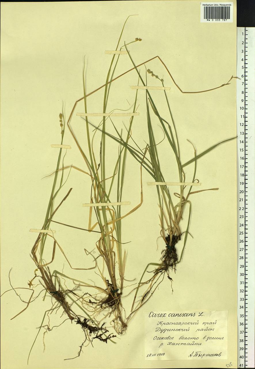 Carex canescens subsp. canescens, Siberia, Central Siberia (S3) (Russia)