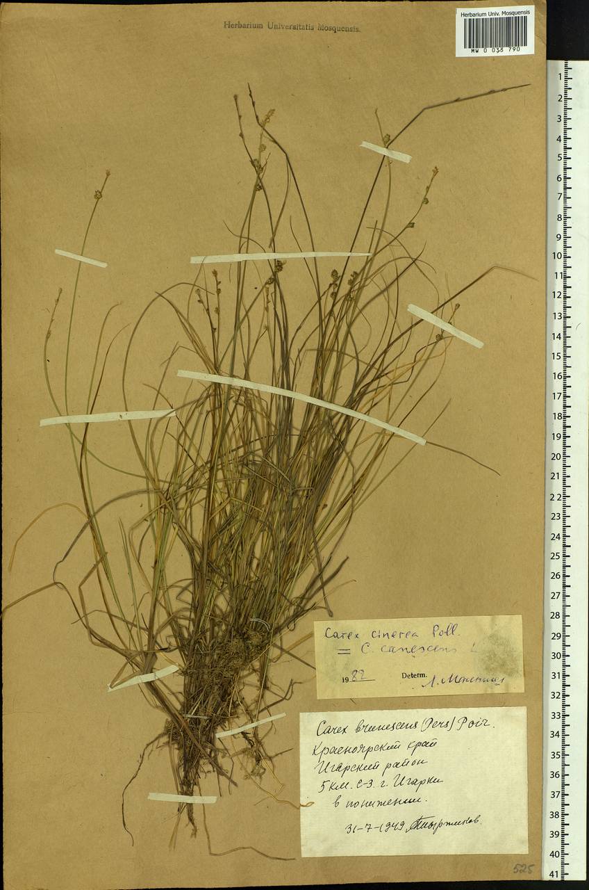 Carex canescens subsp. canescens, Siberia, Central Siberia (S3) (Russia)