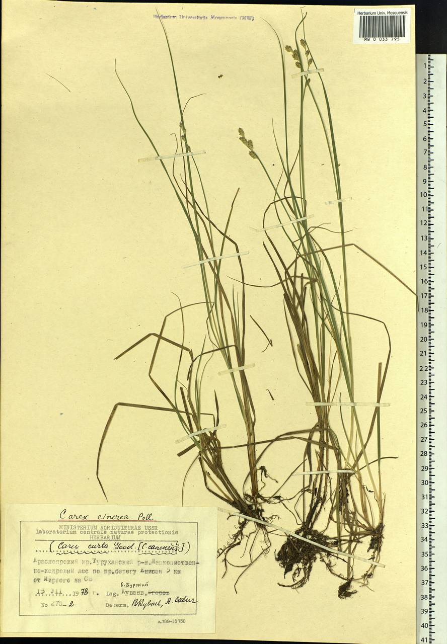 Carex canescens subsp. canescens, Siberia, Central Siberia (S3) (Russia)