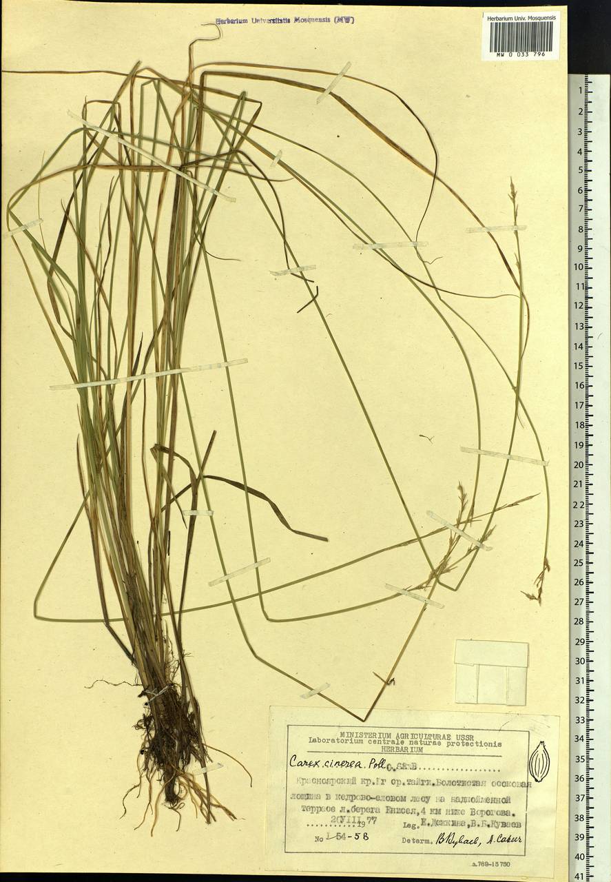Carex canescens subsp. canescens, Siberia, Central Siberia (S3) (Russia)