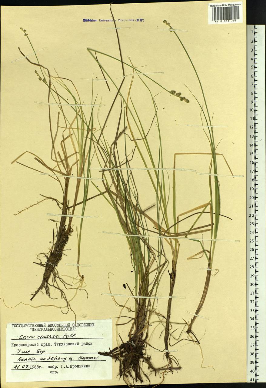 Carex canescens subsp. canescens, Siberia, Central Siberia (S3) (Russia)