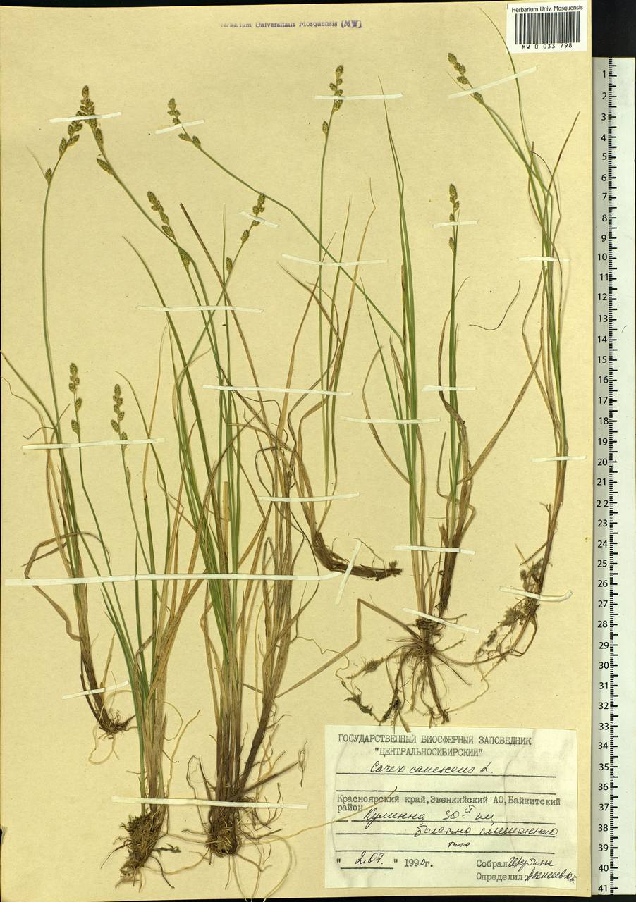 Carex canescens subsp. canescens, Siberia, Central Siberia (S3) (Russia)