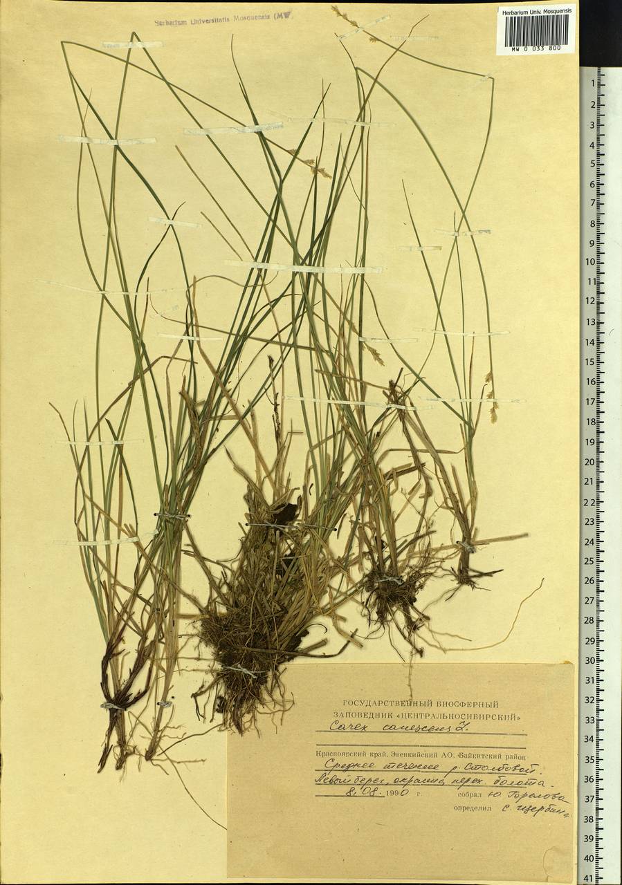 Carex canescens subsp. canescens, Siberia, Central Siberia (S3) (Russia)