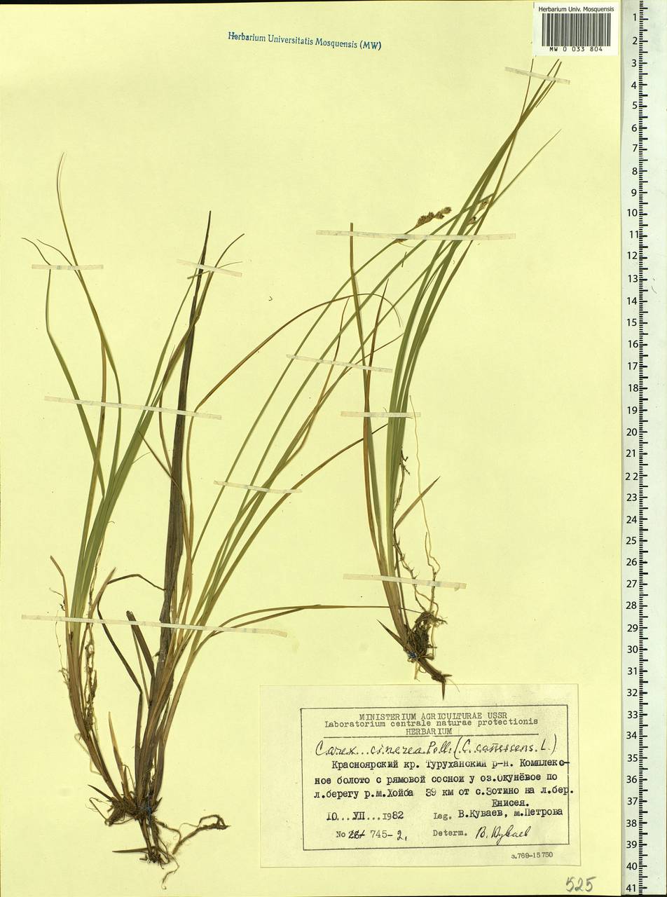 Carex canescens subsp. canescens, Siberia, Central Siberia (S3) (Russia)