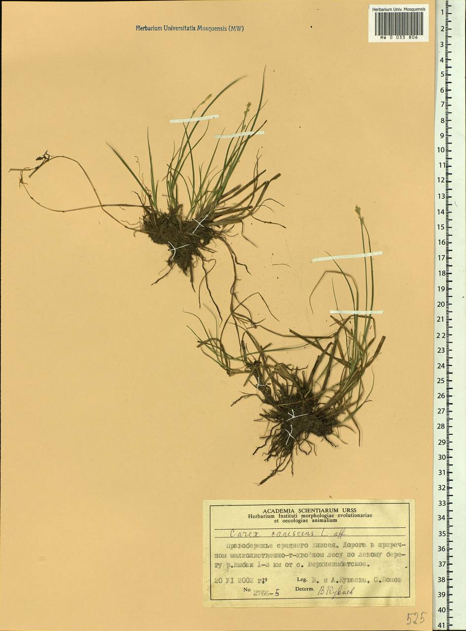 Carex canescens subsp. canescens, Siberia, Central Siberia (S3) (Russia)