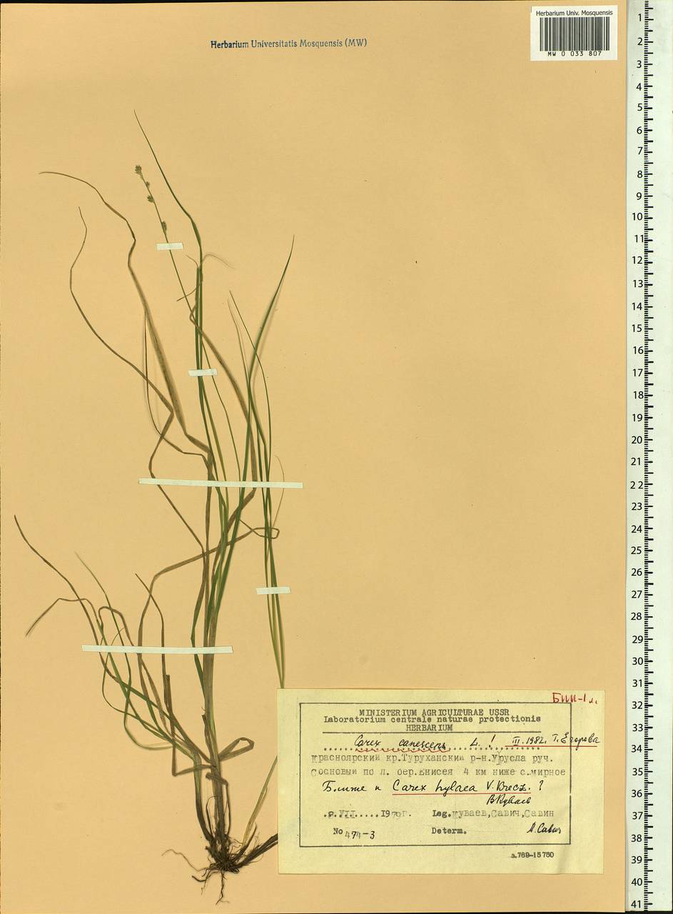 Carex canescens subsp. canescens, Siberia, Central Siberia (S3) (Russia)