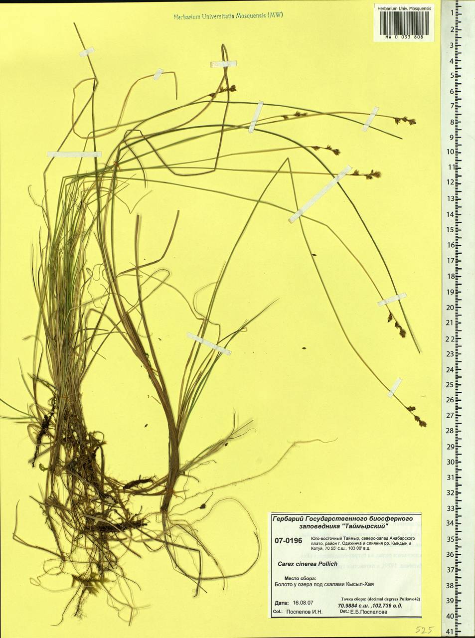Carex canescens subsp. canescens, Siberia, Central Siberia (S3) (Russia)