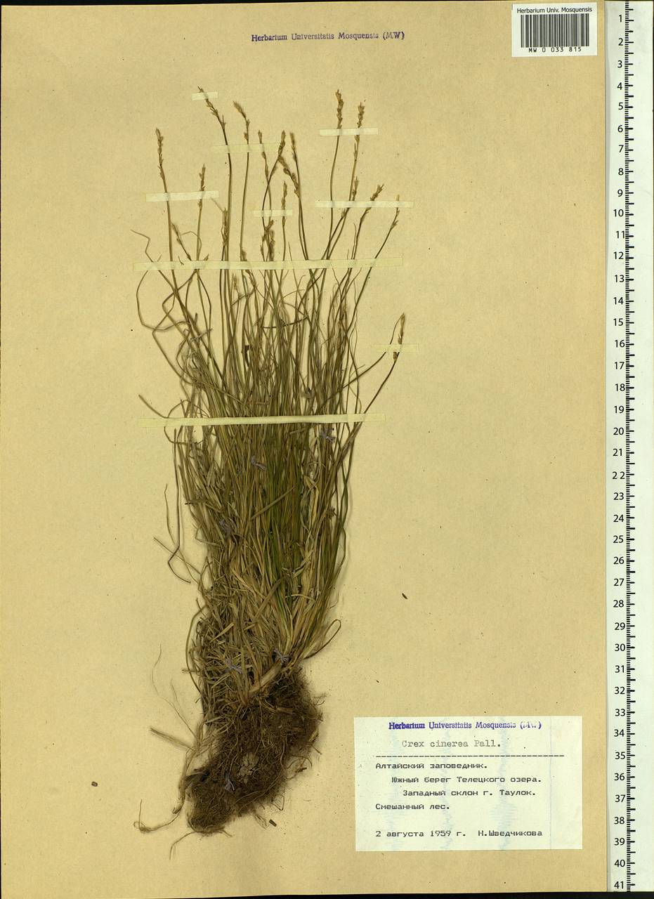 Carex canescens subsp. canescens, Siberia, Altai & Sayany Mountains (S2) (Russia)