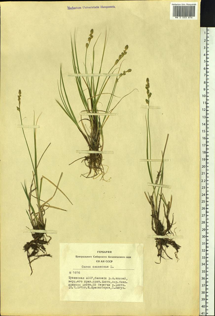 Carex canescens subsp. canescens, Siberia, Altai & Sayany Mountains (S2) (Russia)