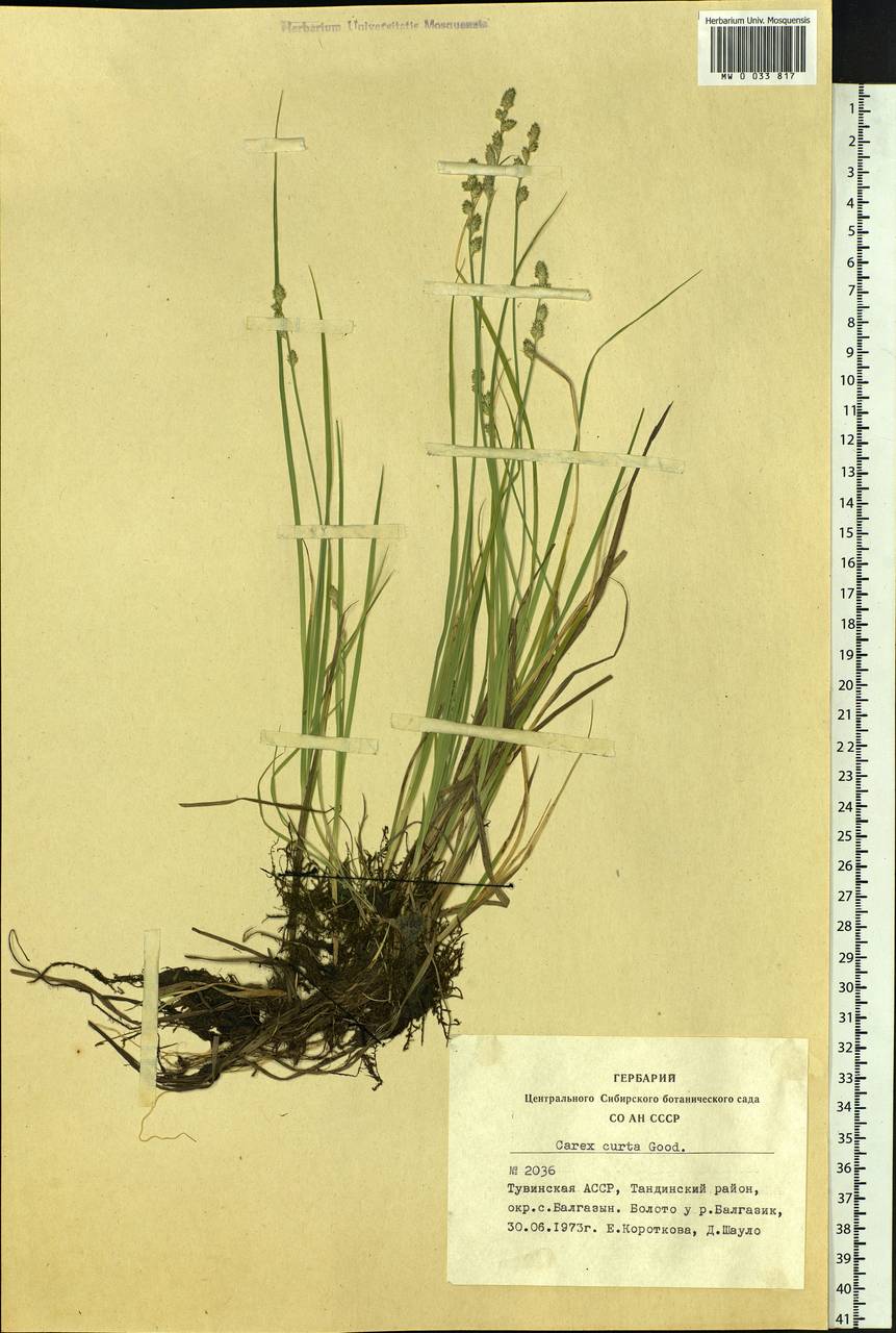 Carex canescens subsp. canescens, Siberia, Altai & Sayany Mountains (S2) (Russia)
